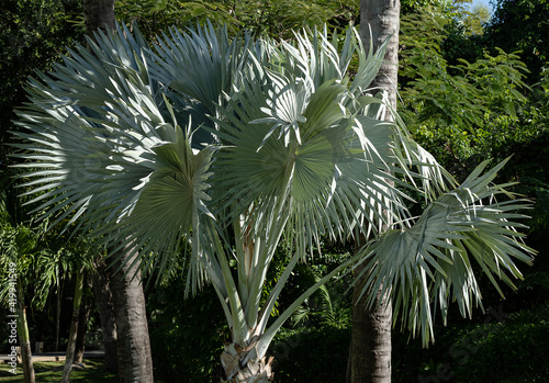 palm tree with blue leaves on a background of green trees photo