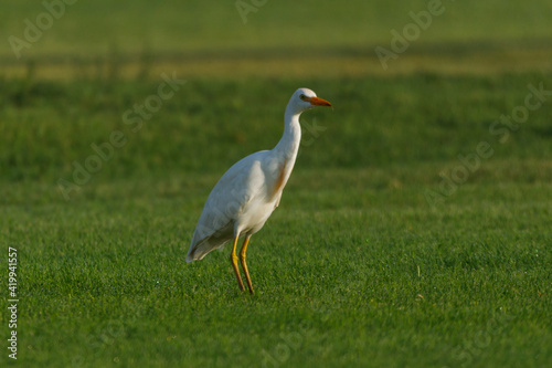 Cattle Egret on green grass field