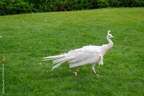 male Indian peacoc. White Indian peafowl Pavo cristatus is brightly coloured