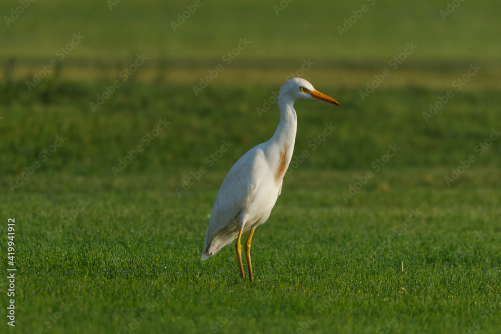 Cattle Egret on green grass field Cattle Egret on green grass field
