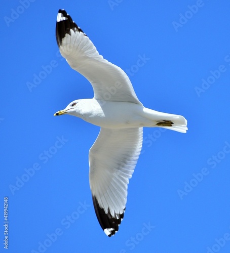 Seagull flying 