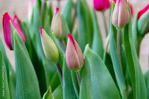 Tulip buds on a background of fresh green leaves.