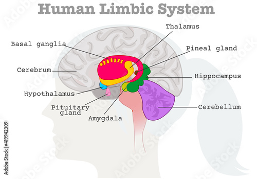 Human limbic system components diagram. Paleo mammalian cortex. Female head silhouette, brains cross section. Cerebrum, Cerebellum, Hypothalamus, thalamus, amygdala basal ganglia. Xray graphic Vector photo