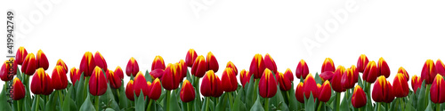 Banner with red tulips border