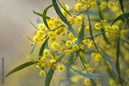 bush with yellow flowers in the spring park