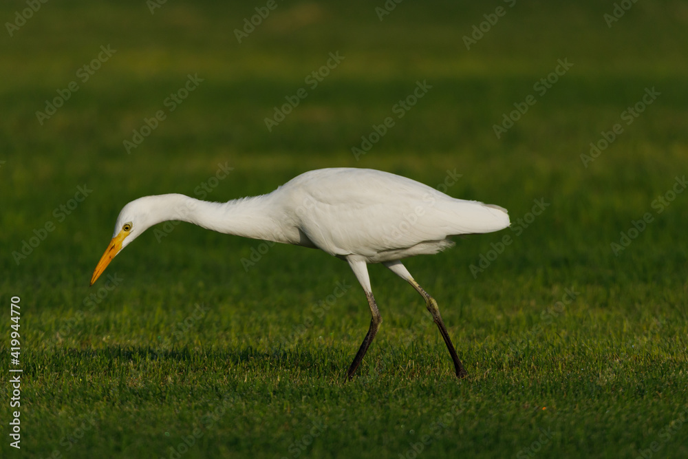 Fototapeta premium Cattle Egret on green grass field