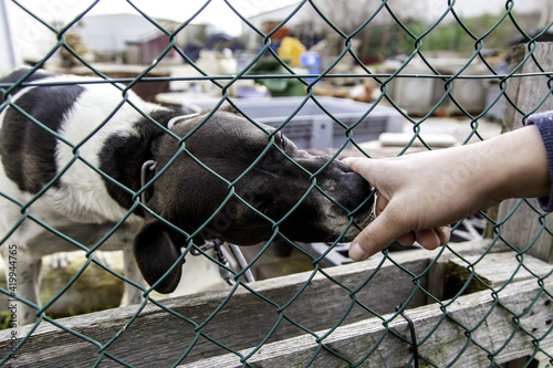 Dog in kennel