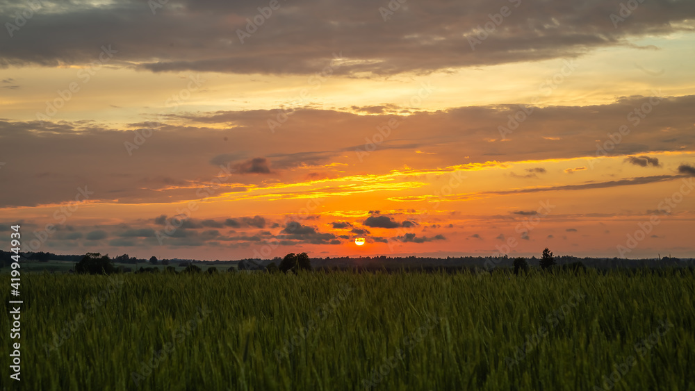 Golden sunset through a wheat field in summer