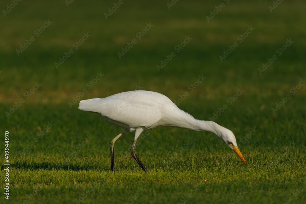 Fototapeta premium Cattle Egret on green grass field