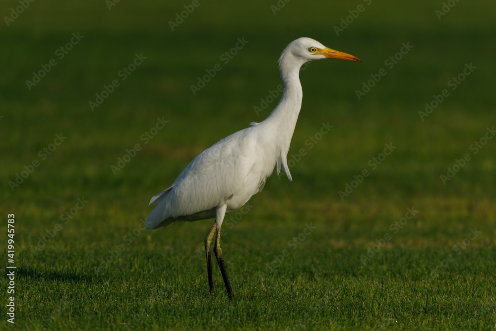 Cattle Egret on green grass field