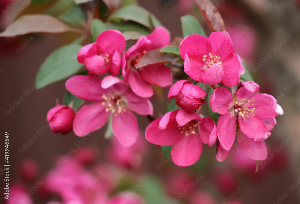 branch of blooming apple tree with bright pink flowers