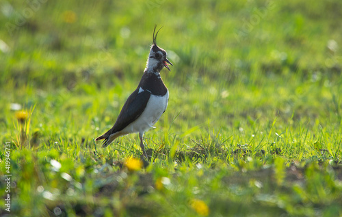 Lapwing walks on the ground