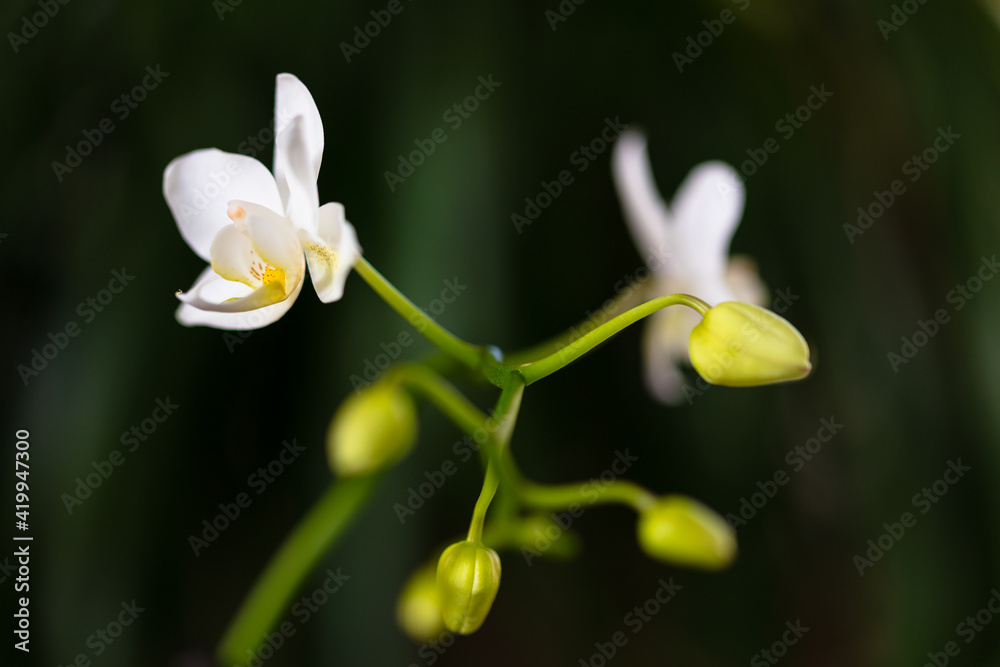 Close up view of a beautiful miniature white orchid plant in bloom Close up view of a beautiful miniature white orchid plant in bloom