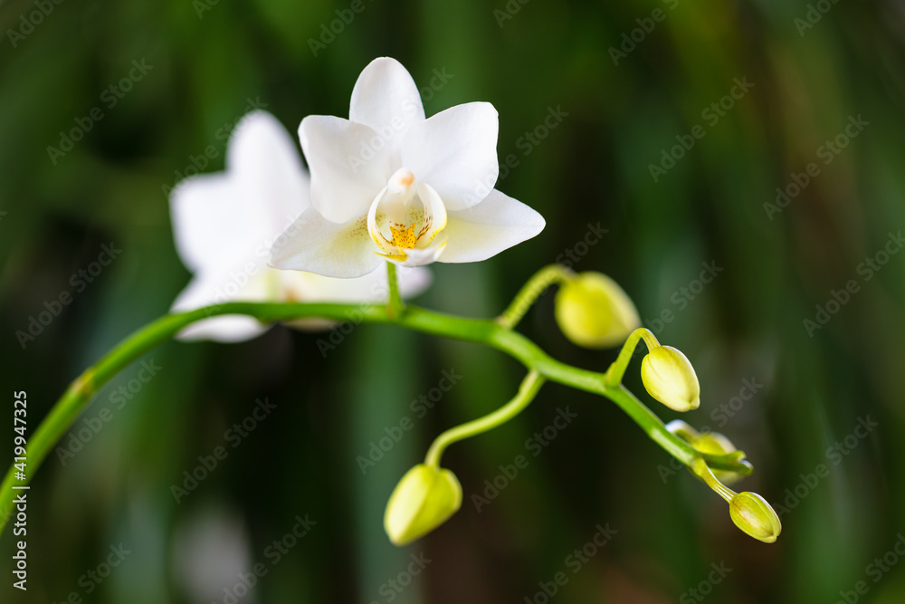 Obraz premium Close up view of a beautiful miniature white orchid plant in bloom