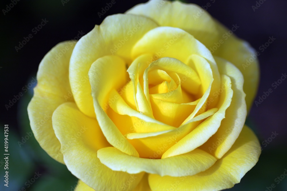 A lovely yellow rose this nature at its best. A lovely yellow rose this nature at its best.