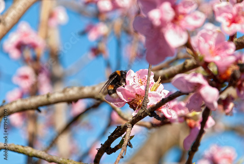 Bumblebee (Bombus terrestris) on a peach blossom. The bumblebee collects pollen.