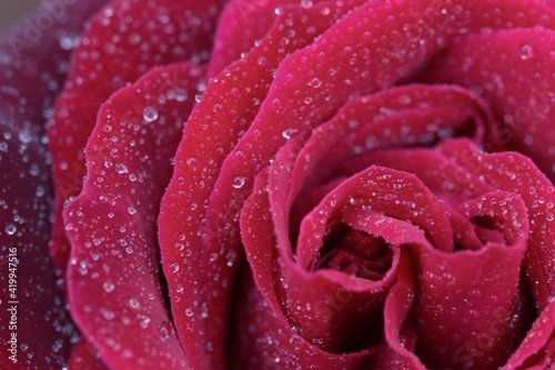 English red rose with little water droplets over the beautiful red petals