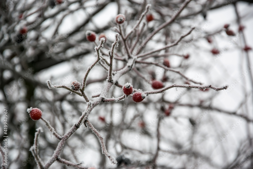 Frozen shrub with red rose hips and plants in winter outdoors Frozen shrub with red rose hips and plants in winter outdoors