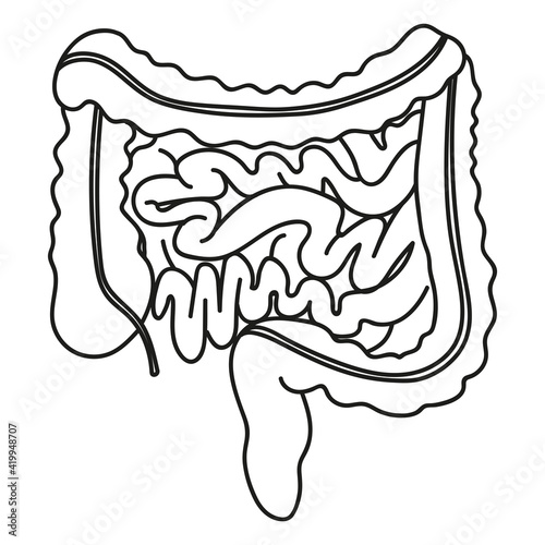 intestines thick and thin in doodle style  organs human