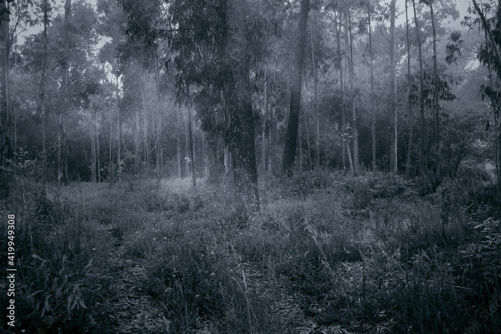 Fototapeta premium Foggy woods at dusk or dawn