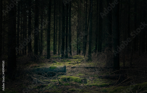 Pine woodland scene