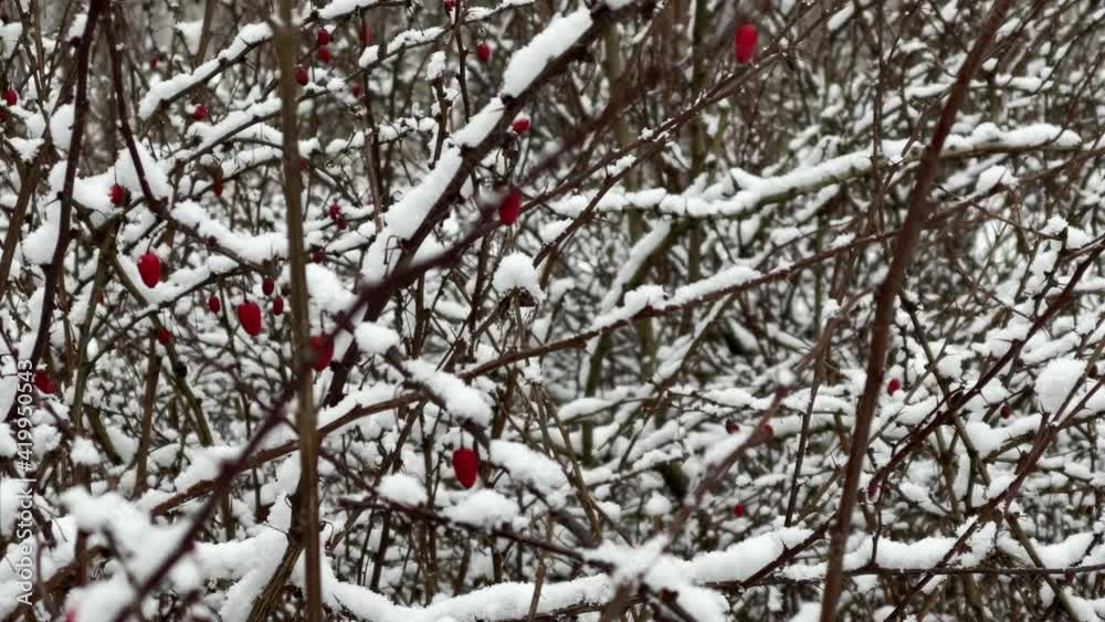 White scene of winter beauty snow forest inside, Red berries under snow, Branches in hoarfrost White scene of winter beauty snow forest inside, Red berries under snow, Branches in hoarfrost