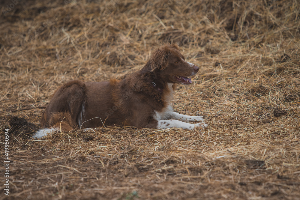 Shepherd dog lying peacefully on hay and examining his surroundintw.