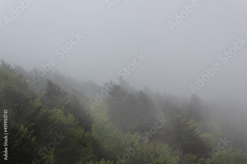Green forest tree on alps moutnains peak into fog photo