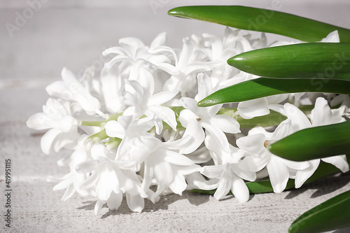 Fototapeta Naklejka Na Ścianę i Meble -  A large, luxurious spring white hyacinth flower lies on a vintage cracked white wooden background in close-up. Holiday greeting card.