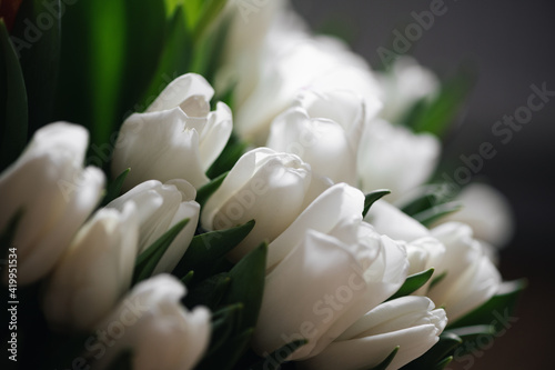 Close up red and white tulips photo. Spring concept. natural girly background. flowers design. Slow living mindful life © troyanphoto