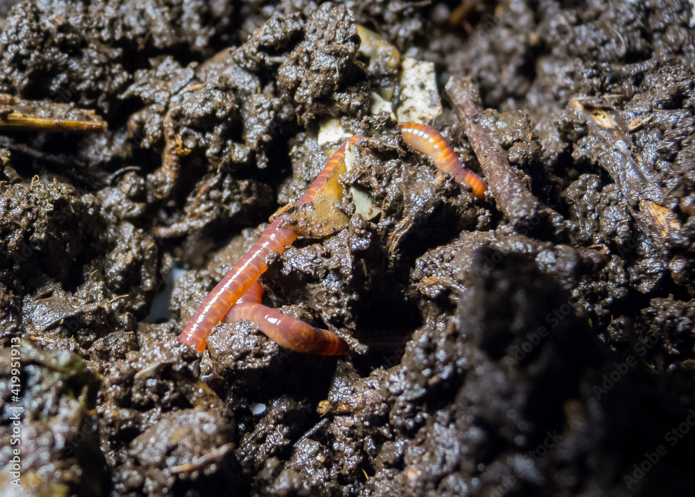 Earthworm and mud, studio take Earthworm and mud, studio take