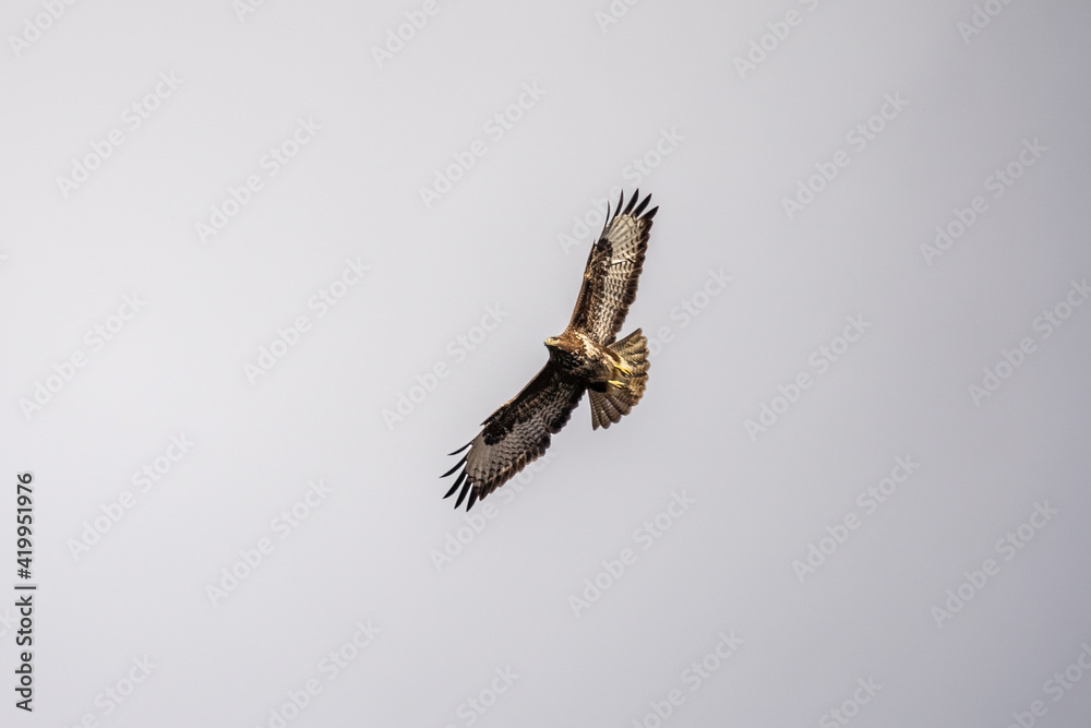 Obraz premium bird of prey