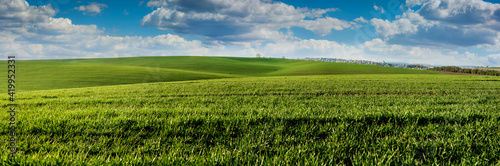panoramic view of green sprouts of wheat or rye on the hilly terrain of the agricultural field  spring landscape and sky with clouds