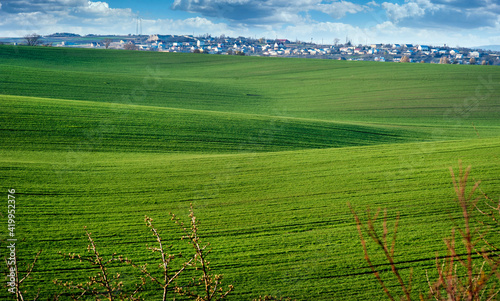 Green spring wavy fields of wheat crops, wavy, with lines of rural rural land...