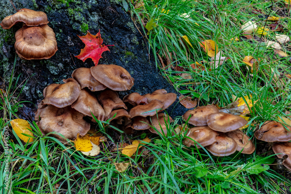 Golden honey mushrooms on oak trunk in the Upper Peninsula of Michigan, USA Golden honey mushrooms on oak trunk in the Upper Peninsula of Michigan, USA