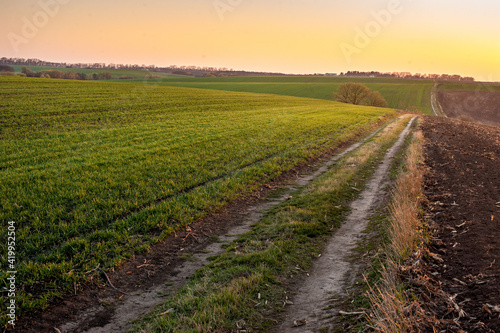 winter wheat field and dirt road in the evening