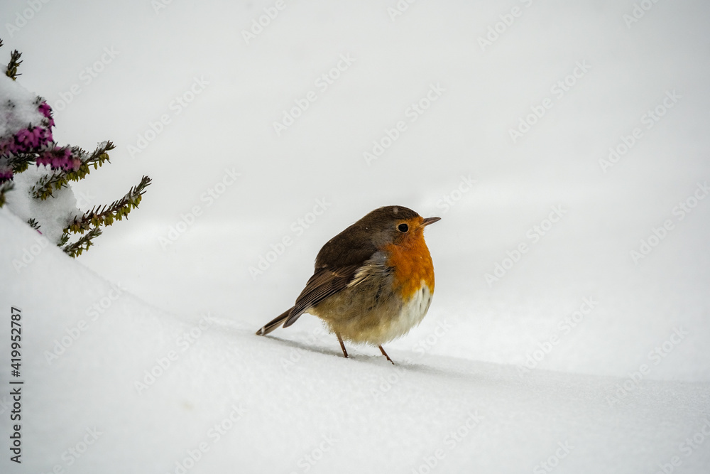 Robin in the snow