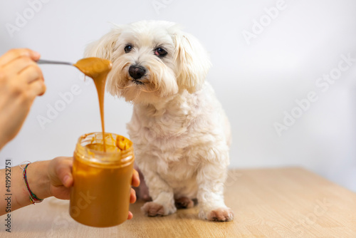 Bichon maltés comiendo crema de cacahuete.