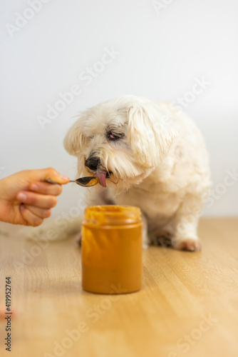 Bichon maltés comiendo crema de cacahuete. photo