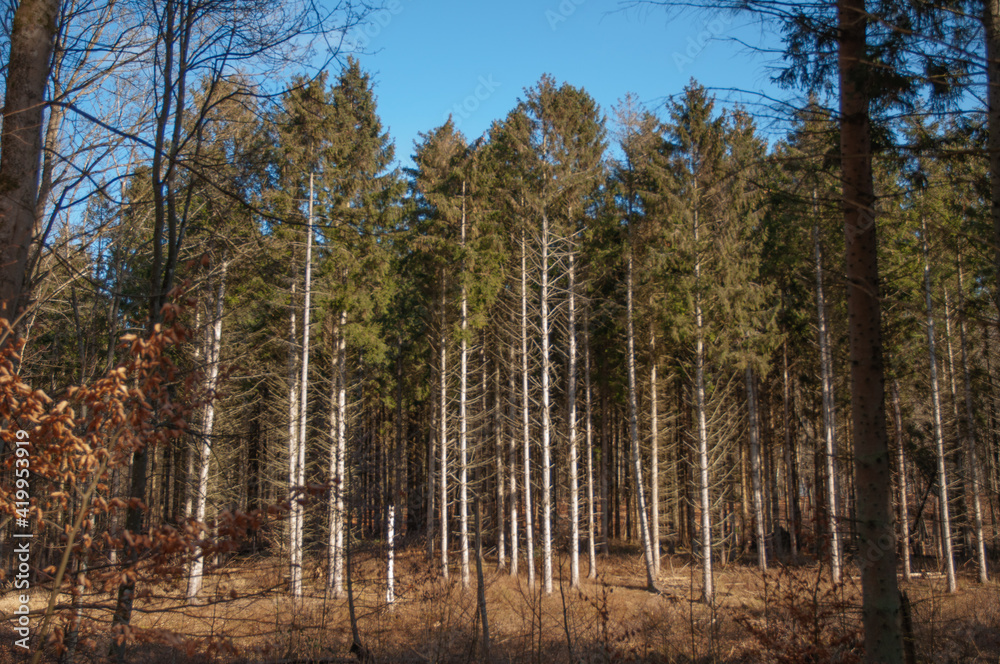 forest in spring  autumn 