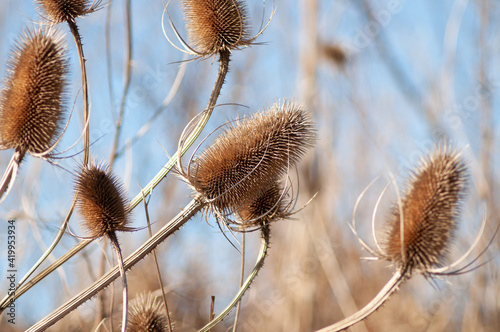 thistle grass against the sky