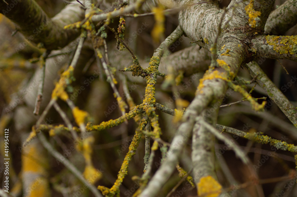 moss on the tree moss on the tree