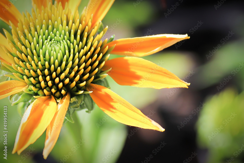 Macro of coneflowers in full bloom during later summer