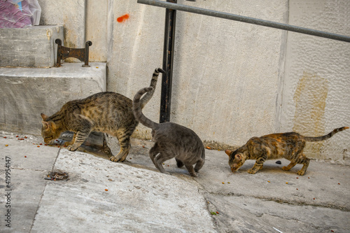 Photography Stray cats eat dry food left by a caregiver in an alley in Athens, Greece