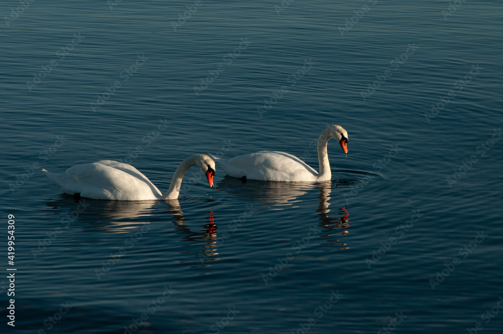 swan on the water,  swans and sea