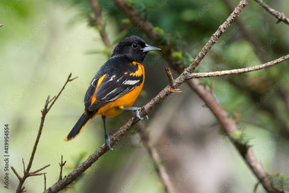USA, Minnesota, Mendota Heights, Mohican Lane, Baltimore Oriole USA, Minnesota, Mendota Heights, Mohican Lane, Baltimore Oriole