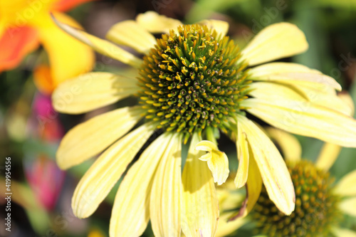 Macro of coneflowers in full bloom during later summer