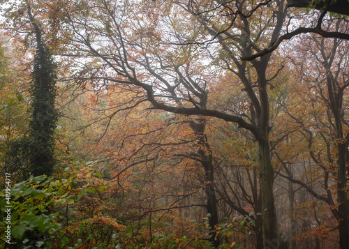 yellow autumn in the foggy forest