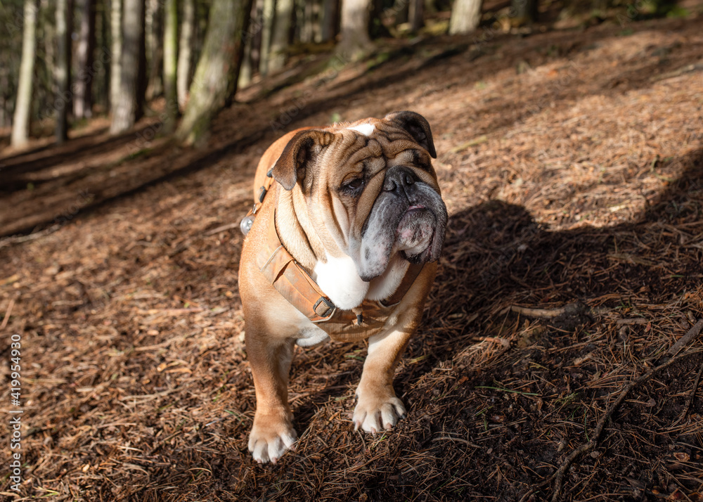 English British Bulldog looking at camera in orange harness and walking in the forest on spring sunny day