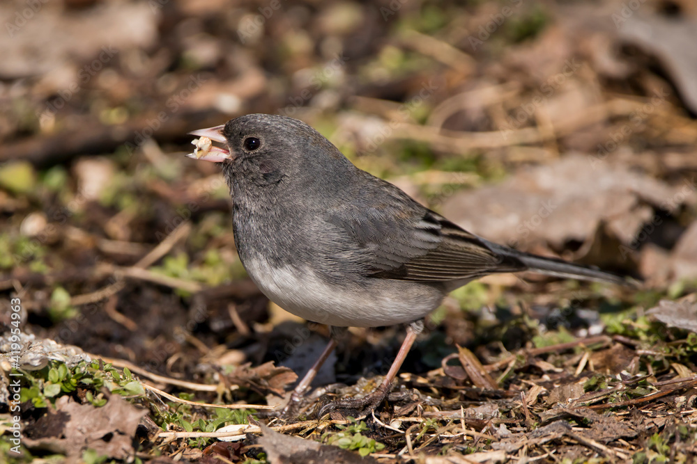 Closeup side view of dark eyed junco with food in its beak standing on the ground. Closeup side view of dark eyed junco with food in its beak standing on the ground.